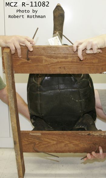 Media type: image; Herpetology R-11082